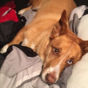 Meet your Posher, Kashmir